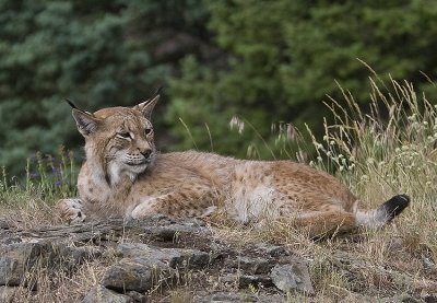 Siberian Lynx