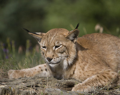 Siberian Lynx