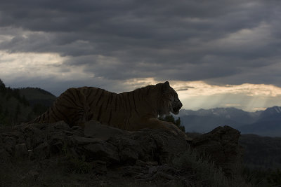 Siberian Tiger in profile at dawn