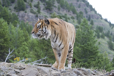 Siberian Tiger