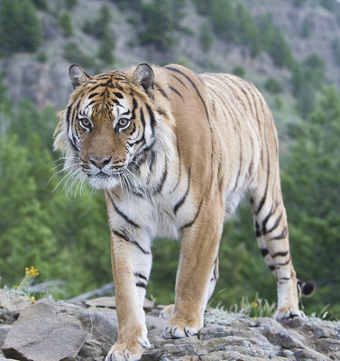 Siberian Tiger