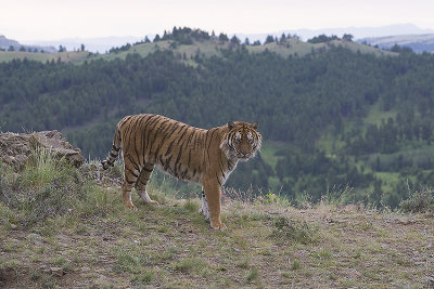 Siberian Tiger