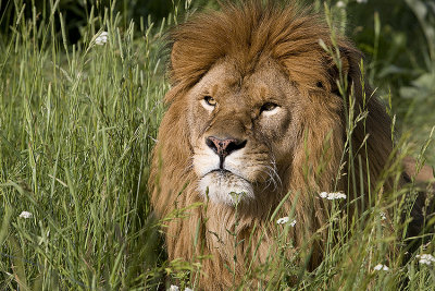  Barbary Lion