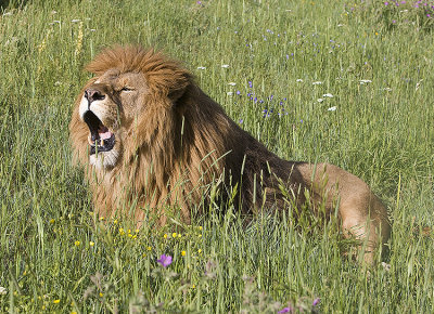 Barbary Lion Roars