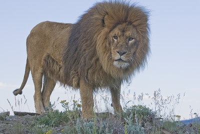 Barbary Lion stares