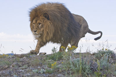 Barbary Lion watchs