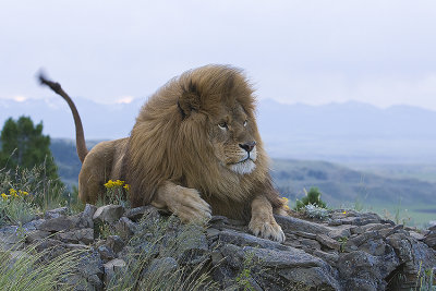 Barbary Lion watches