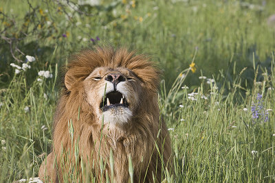 Barbary Lion roars