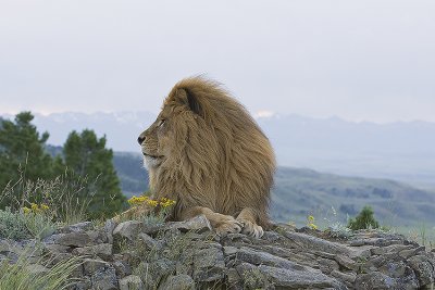 Barbary Lion