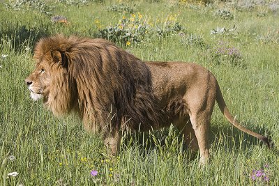 Barbary Lion