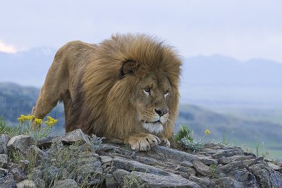 Barbary Lion on the prowl