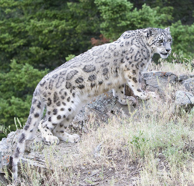 Snow Leopard