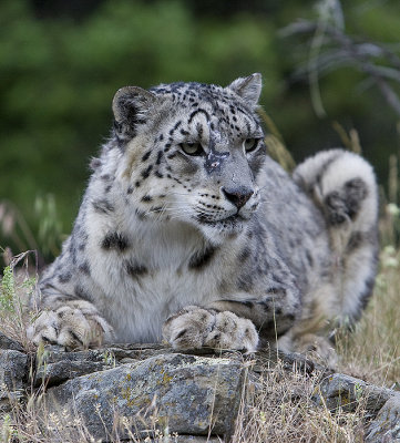 Snow Leopard