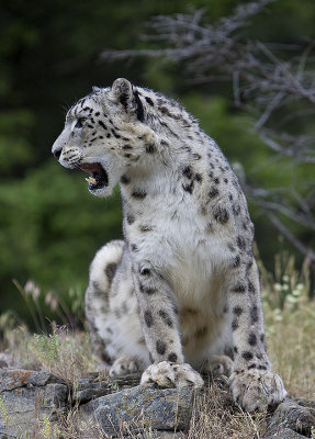 Snow Leopard