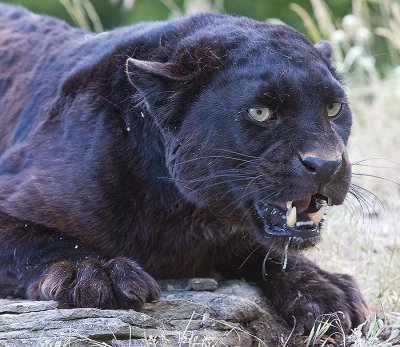 African Leopard