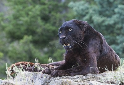 African Leopard