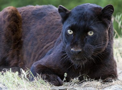 African Leopard