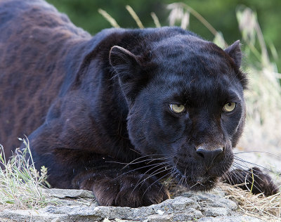 African Leopard