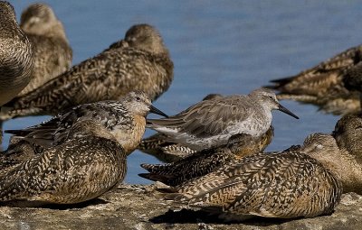 Red Knots,one in partial breeding plumage and the other in nonbreeding plumage