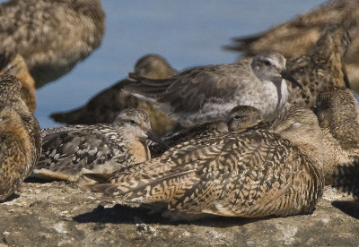 Red Knots,one in partial breeding plumage and the other in nonbreeding plumage