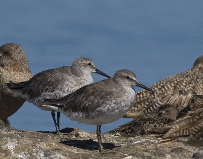Red Knots,both in nonbreeding plumage 