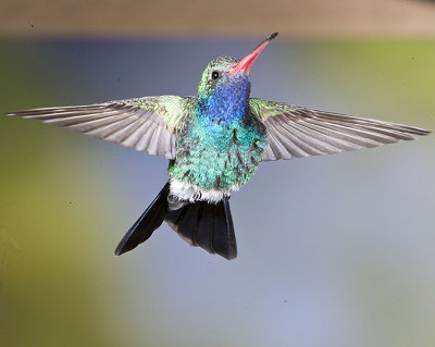 Broad-billed Hummingbird ,male in flight