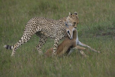 Cheetah mom taking her fresh kill to her babies