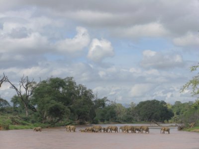 Elephants crossing the river