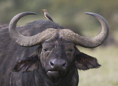 Cape Buffalo with Red-billed Oxpecker on head