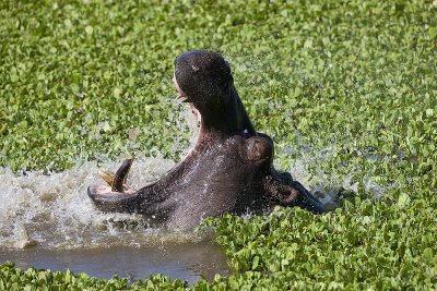 2.Hippo yawns