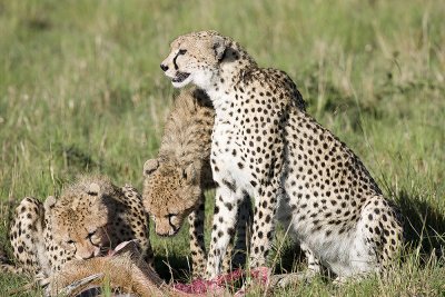 Baby Cheetahs eat meat under Mom's eye