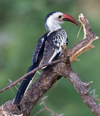 Red-billed Hornbill