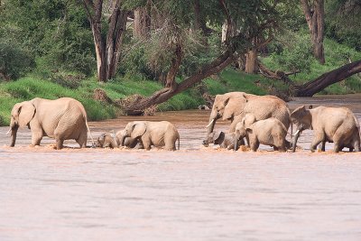 Elephants crossing fast river