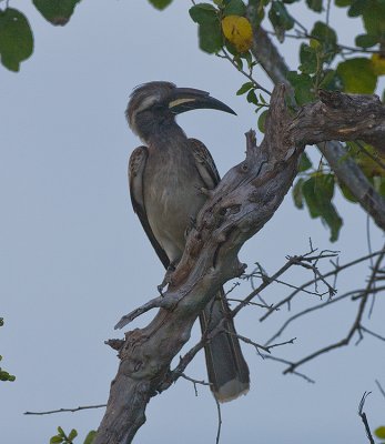 African Grey Hornbill