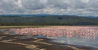 Lesser Flamnigos  on Lake Nakuro