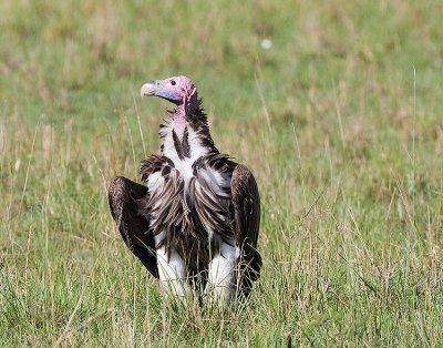 Lappet-faced Vultures