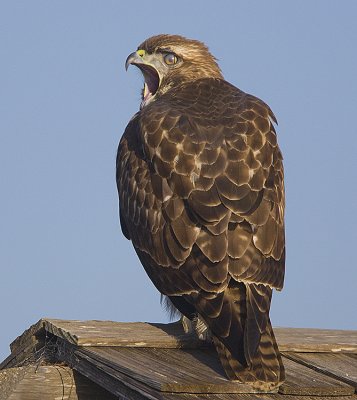 Red-tailed Hawk yawns