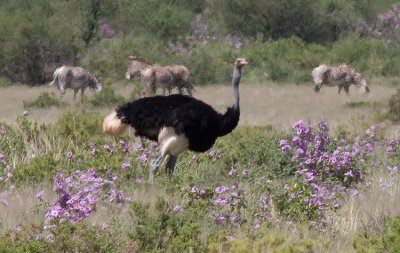 Somali Ostrich