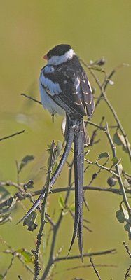 Pin-tailed Wydah