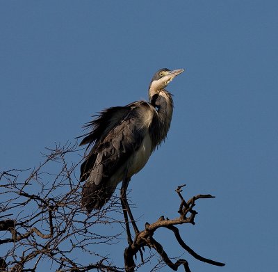 Black-headed Heron