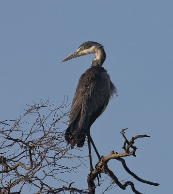 Black-headed Heron