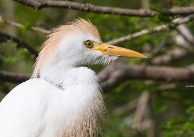 Cattle Egret in full breeding plumage