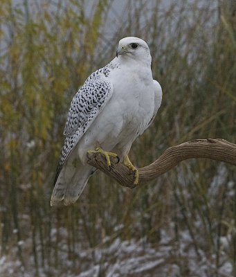 Gyrofalcon