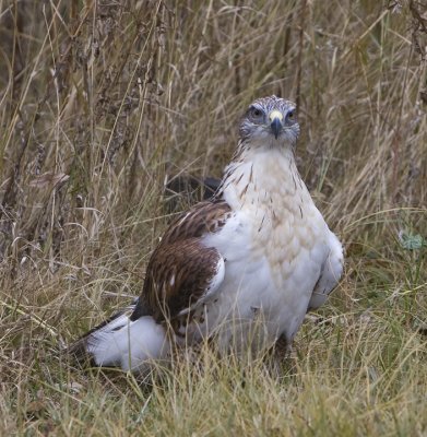 Ferruginous Hawk