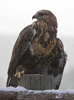 Rough-legged Hawk