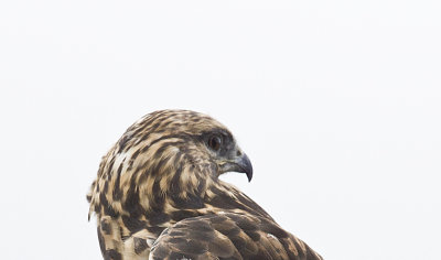 Rough-legged Hawk