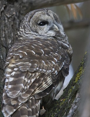 Barred Owls