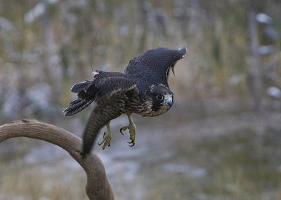 Peregrine Falcon,juvenile