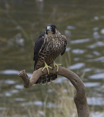 Peregrine Falcon,juvenile