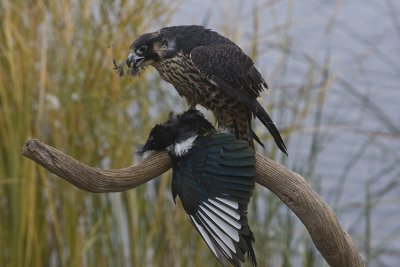 Peregrine Falcon,juvenile eating